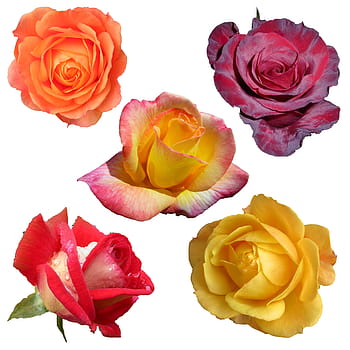 fem, assortert-farget roser collage, roser, collage, samling, isolert, hvit, bakgrunn, blomster, floral, natur