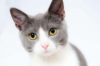 화이트, 회색, 짧은 코팅 고양이, 고양이, 착한 애, 동물, 하인, 모피, 초상화, 귀엽다, 고양이 같은