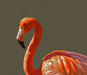detailní fotografie, plameňák, dlouho, zobák, červený pták, pták, růžový, tropický, barva, makro, detail