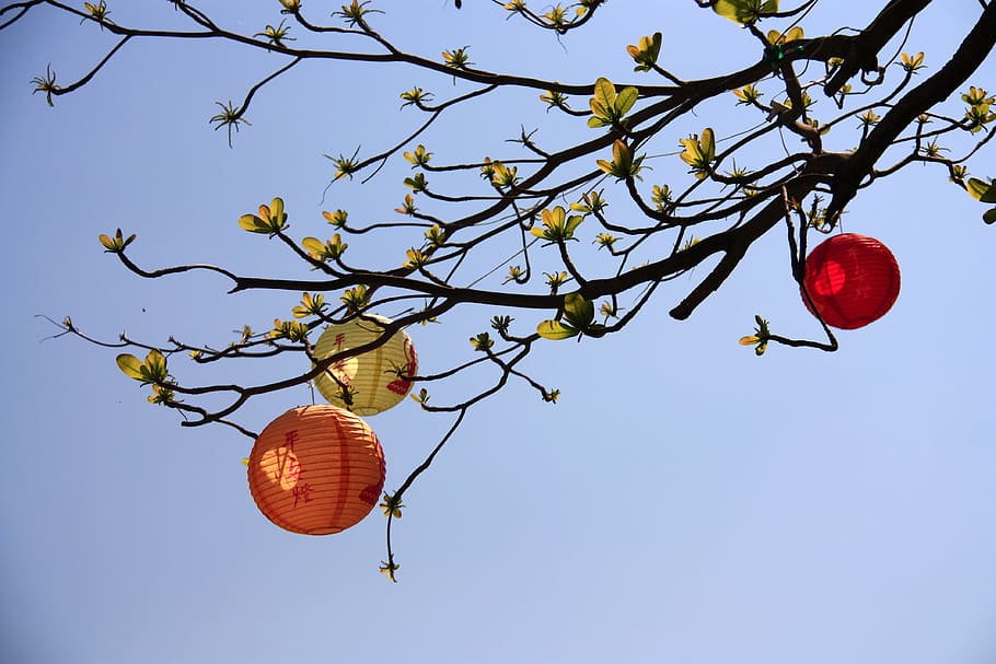 Lobular, Terminalia, Chun Jie, Christmas, lobular terminalia, 燈 long, trees, festival, color, china, tree