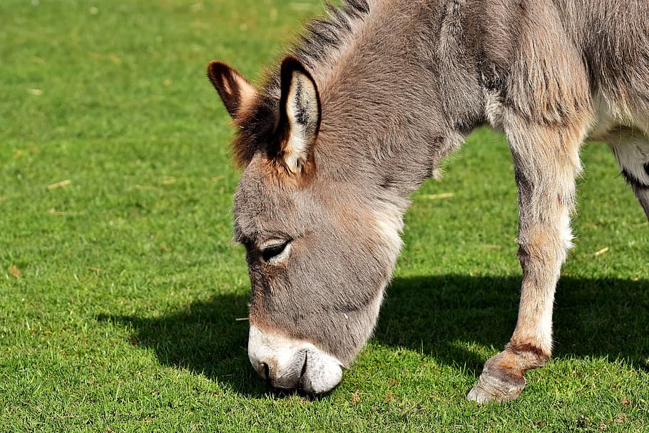 Donkey, Animal, Beast Of Burden, Meadow, graze, eat, animal world, iffeldorf, good aiderbichl, cute, animals