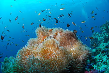 coral, reefs, underwater, diving, sea, scuba, reef, animal, nature, blue, fish