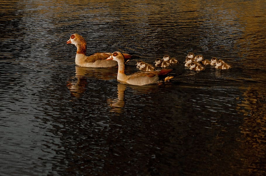 duck, pond, lake, mama, nature, water, mirroring, bird, reflection, waters, dawn