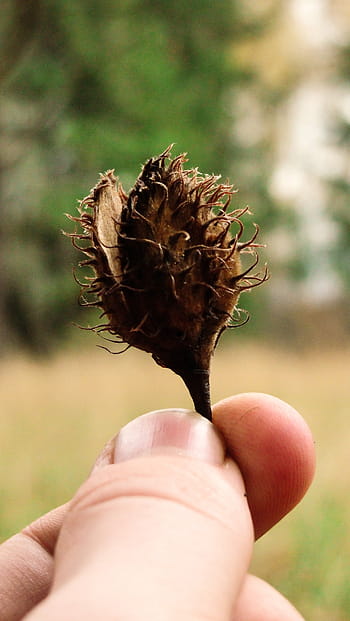 person, holding, brown, plant, hold, fruit, nature, hand, blur, human hand, human body part