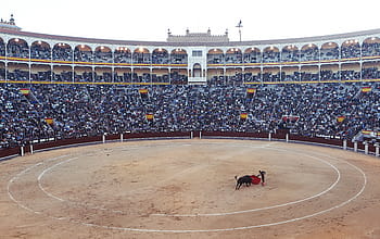 bullfighting, stadium, daytime, bull, fighting, matador, bullfighter, torero, red, cape, ring