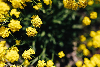 bunga kuning kecil, bunga kecil, kuning, bunga, musim panas, flora, alam, mekar, berbunga, tanaman, musim semi