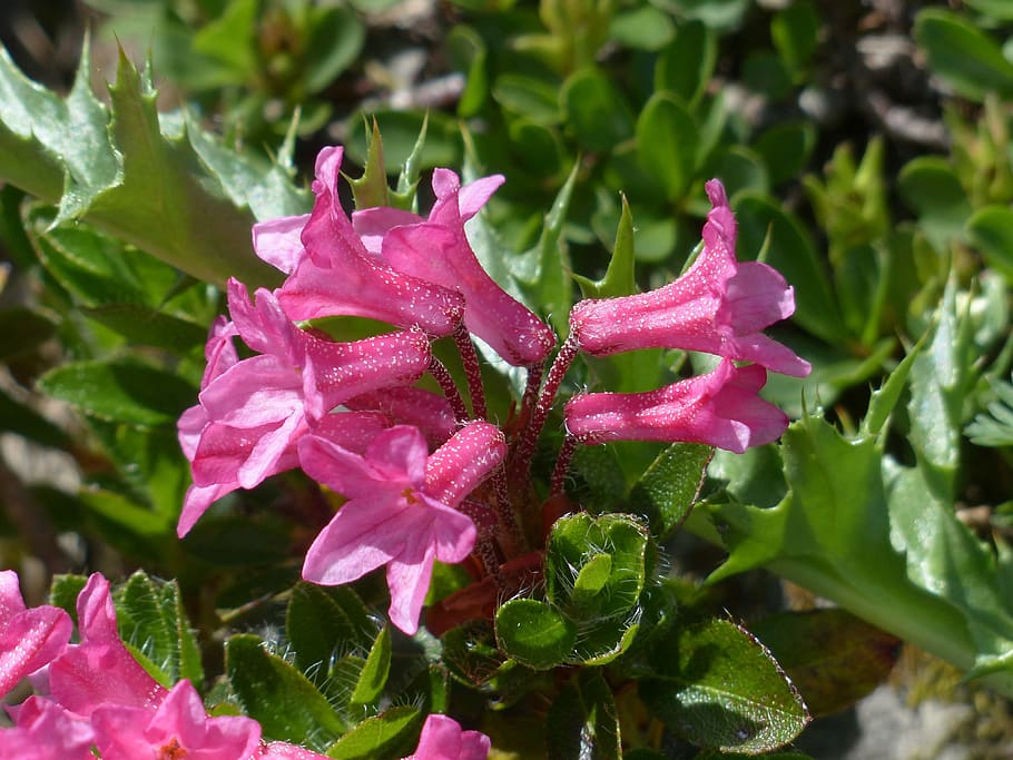 řapíkatý alpenrose, květiny, alpské růže, růžový, rhododendron hirsutum, rododendron, zelená vřes, ericaceae, alpské rostliny, alpská květina, almrausch