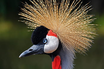 jeřáb, zoo, pták, zvíře, svět zvířat, šedá korunován jeřáb, Pírko, peří, čelenka, hrdost, elegantní