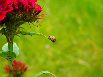 7-spot, 7- spot ladybird, perched, green, leafed, plant, ladybug, coccinellidae, beetle, elytron, siebenpunkt ladybird