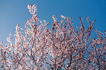 flores rosadas de la primavera, rosa, flores de la primavera, flores, flora, cielo azul, floreciente, primavera, flor, ramita, rama