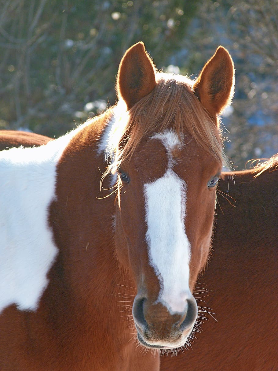 animal, horse, equine, head, from the front, close up, horses, horse head, brown