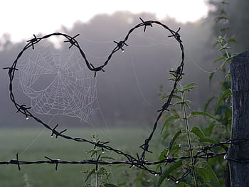 ve tvaru srdce, ostnatá, drát, pavučiny, detailní fotografie, pavučina, srdce, milovat, ochrana, bezpečnost, bezpečnostní