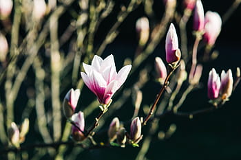 ピンクの春の花、 ピンク、 春の花、 花、 植物、 青い空、 開花、 春、 小枝、 枝、 自然