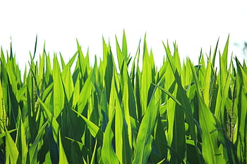 green, grass vector art, plant, leaf, corn, cornfield, fodder maize, corn leaves, corn cultivation