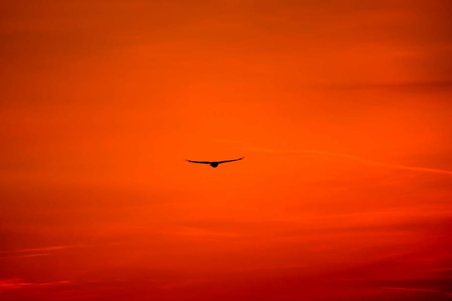 silhouette photography, flying, bird, buzzard, king buzzard, common buzzard, bird of prey, raptor, carnivores, nature, animal