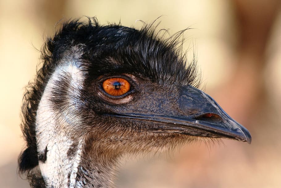 emu, hlava, zobák, pták, Austrálie, tvář, zvědavost, legrační, ptačí, Pírko, oko