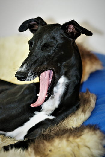 dog, galgo, greyhound, yawn, portrait, dog head, galgo espaniol