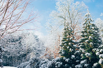 alberi, foresta, boschi, natura, la neve, freddo, inverno, luce del sole, blu, cielo