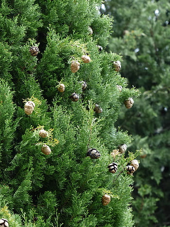 Cypress, Cone, Cupressus, cypress cone, cypress under glass, cupressaceae, mediterranean cypress, cupressus sempervirens, columnar cypress, real cypress, italian cypress