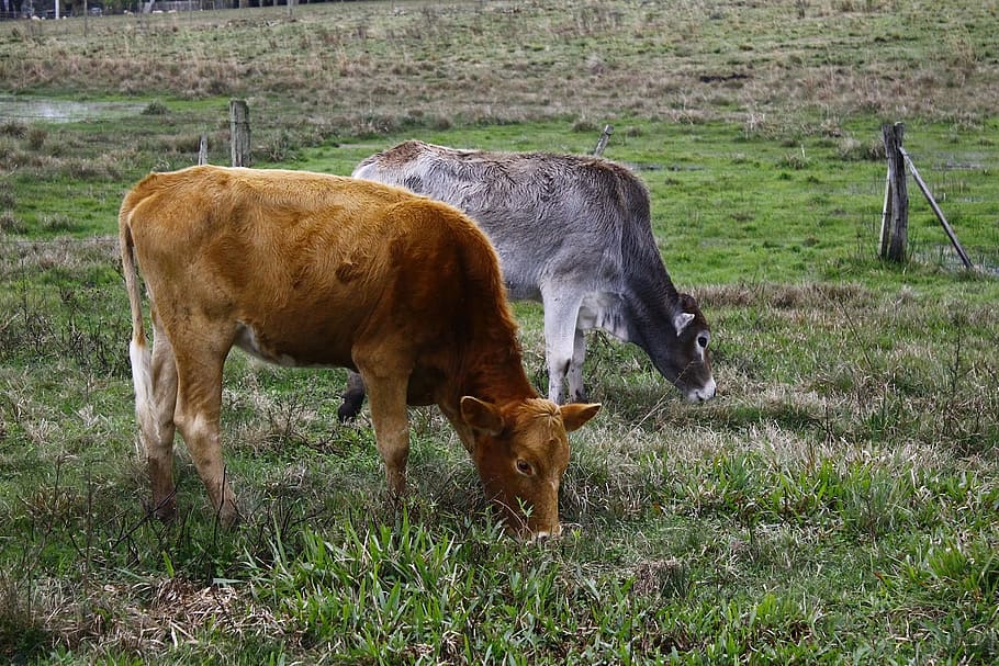 Twigs, Grass, Afternoon, Nature, green, landscape, sky, cattle, cow, boi, animal themes