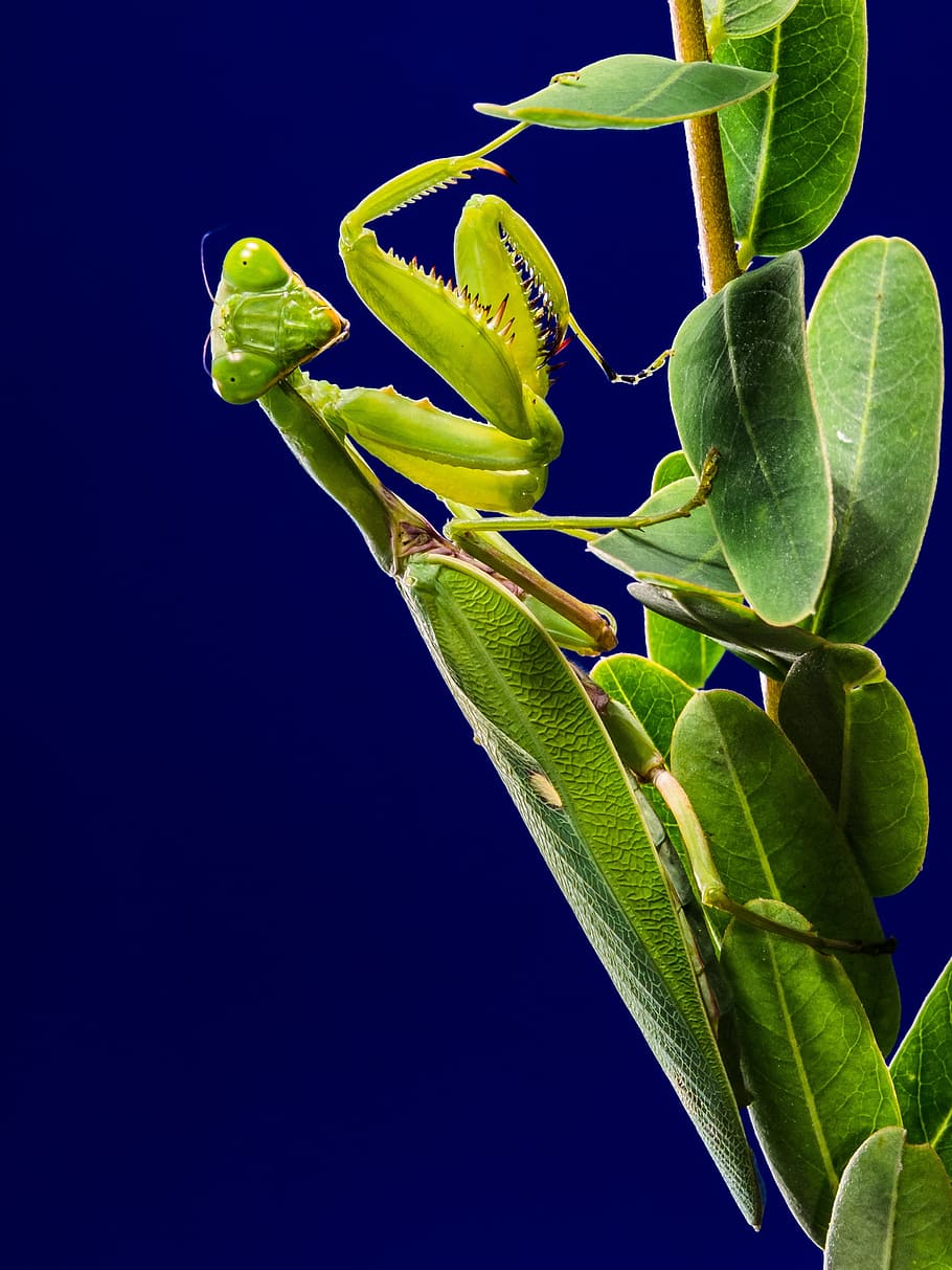 green grasshopper, praying mantis, fishing locust, mantis religiosa, green, close