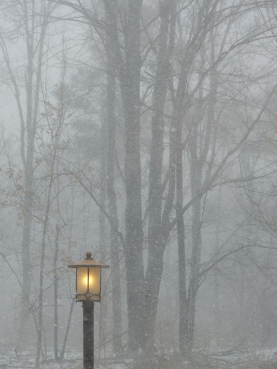 lighted, black, street light, trees fogs, post, light, lamp, outside, street lamp, trees, nature