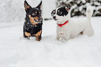 pequeño, perros, invierno, jugar, diversión, nieve, gracioso, animales, mascotas, lindo, blanco