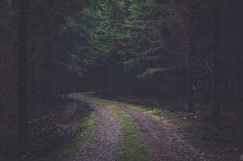 smal, weg, midden-, Bos, smalle weg, zwart, takken, groen, Purper, wegen, bomen