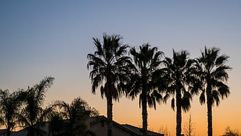 silhouette photo, palm trees, palm, coconut, tree, nature, outdoor, sky, sunset, silhouette, palm tree