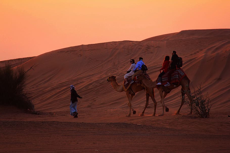 sunset, dawn, desert, camel ride, ride, orange, red, beautiful, colorful, outdoors, sun
