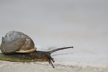 snail, slow, moving, shell, slimy, invertebrate, gastropod, mollusk, sticky, mucus, slug
