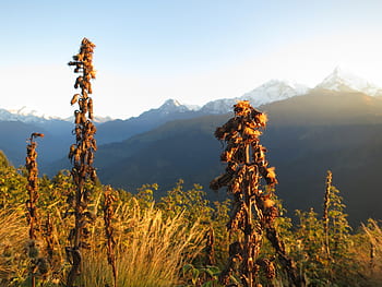 svítání, hory, kopců, rostlin, poon hill, annapurna, Nepál