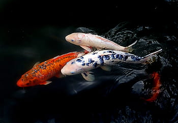 warna-warni, ikan, danau, hewan, koi, merapatkan, kolam, liar, karper, air tawar, lingkungan Hidup