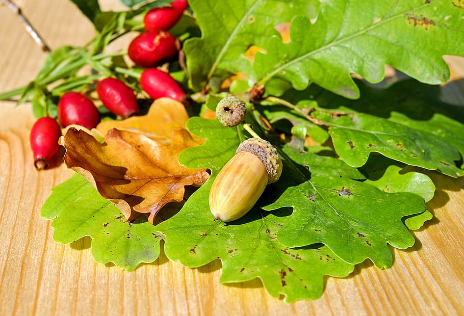 hnědý, Červené, bobule, zelená, list, žalud, ovoce, dubové ovoce, německý dub, strom ovoce, matice
