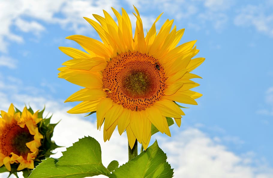 common sunflower, Sun Flower, Flower, Flower, Bees, Pollen, flower, yellow flower, bloom, blossom, yellow, plant