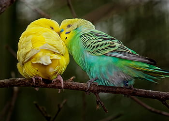 budgie, ζεύγος, ράμφη, πολύχρωμα, ζωικού κόσμου, φιλία, πουλιά, μαζί, Καθίστε, παπαγάλοι, φτερό