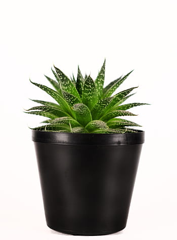 pianta, natura, verde, botanico, vaso, succulente, cactus