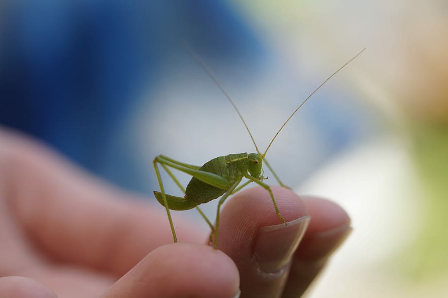 protection of species, environmental protection, insect, close up, nature conservation, insect macro, macro, summer, child's hand, child, fond of animals