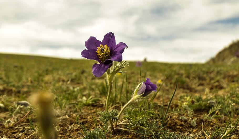 pasqueflower, step, Mongolsko, krajina, mraky, cestovat, nebe, Příroda, květ, zelená, plantáž