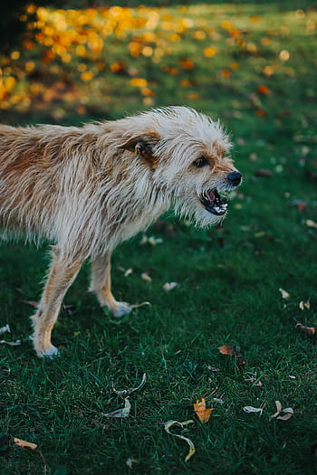 jardín de otoño, perro, jardín, rocas, hojas, otoño, adoquín, animal, hierba, naturaleza, al aire libre