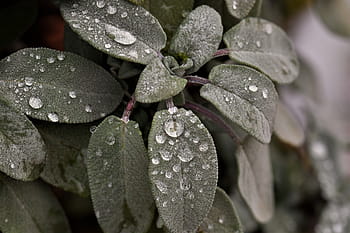 selective, focus photography, leaves, dew, sage, plant, raindrop, dewdrop, green, garden spice plant, nature