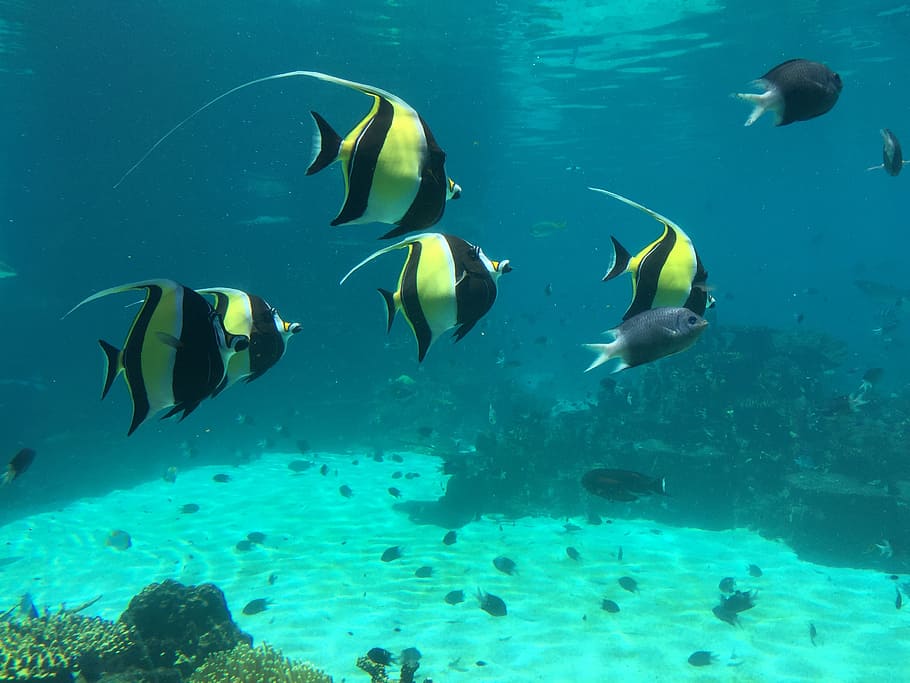 clown fish, underwater world, blue