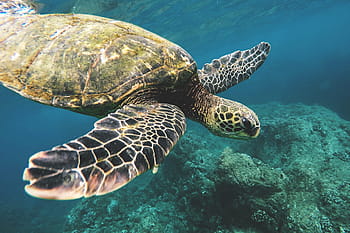 captured, coast, Sea Turtle, Hawaii, nature, animal, animals, holidays, natural, ocean, sea