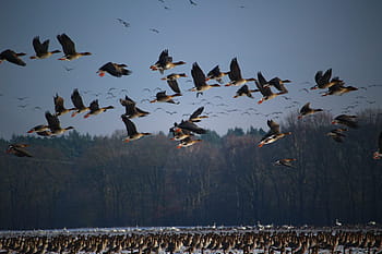 flock of ducks, wild geese, flock of birds, winter, migratory birds, swarm, geese, birds, wild goose, bird, water bird