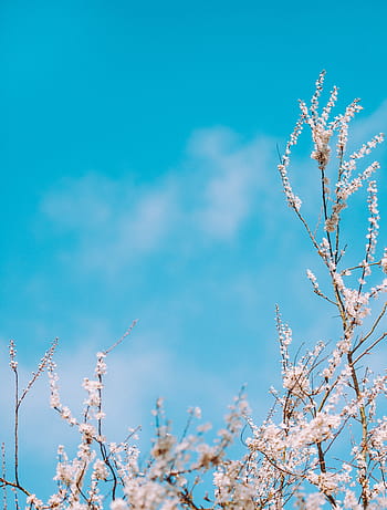 photographie à faible angle, blanc, fleur, Floraison, pétales, plante, la nature, lumière du jour, bleu, ciel, branche