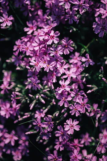 closeup, bunga, taman, flora, latar belakang, mekar, foral, merah muda, musim semi