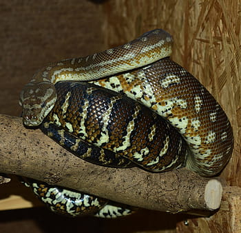 serpent, tapis en python, boa, constricteur, reptile, python, Fermer, non toxique, exotique, beauté, animal