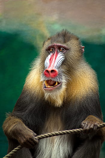 selective, focus photography baboon monkey, monkey, mandril, africa, baboon, dangerous, animal, predator, color, wild