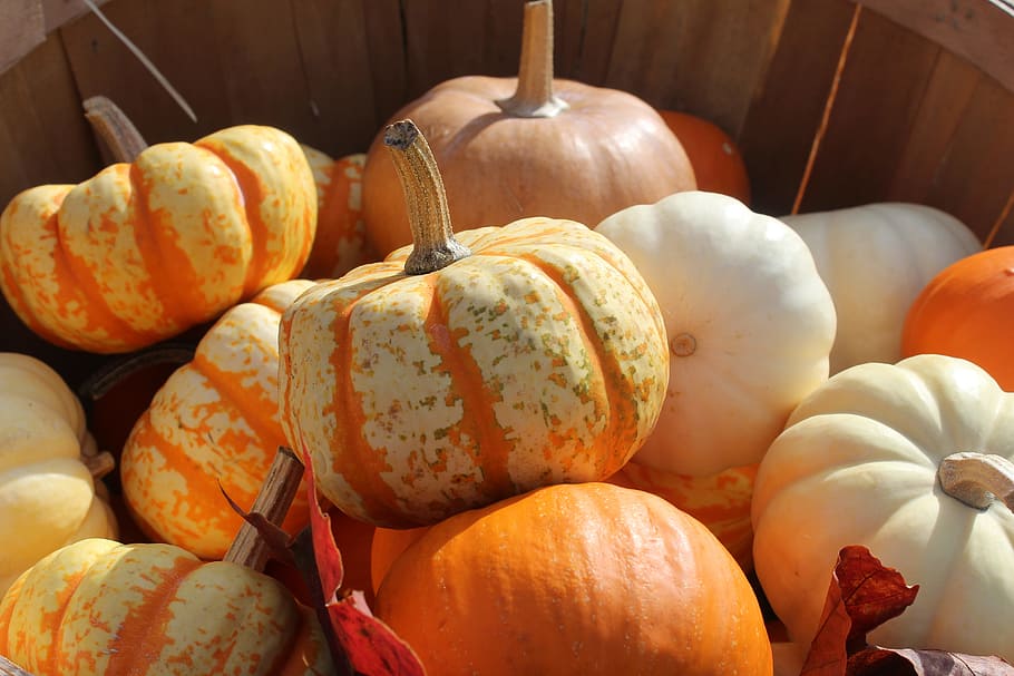 dýně, squash, sklizeň, jídlo, podzim, oranžový, předvečer Všech svatých, zeleniny, barvitý, zdravý, zemědělství