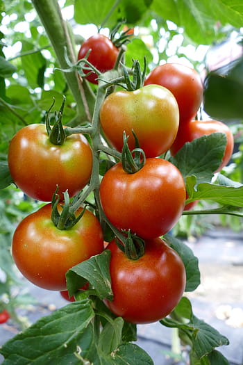 pomodori, pianta di pomodoro, rosso, sulla vite, vegano